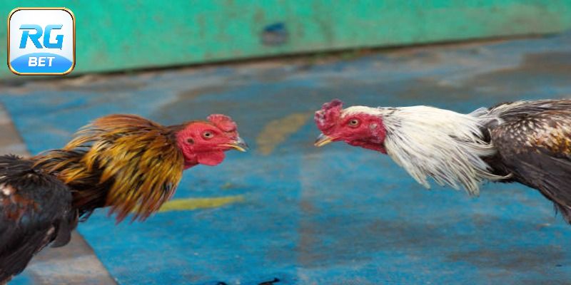 Cách thức tổ chức trận đấu đá gà
