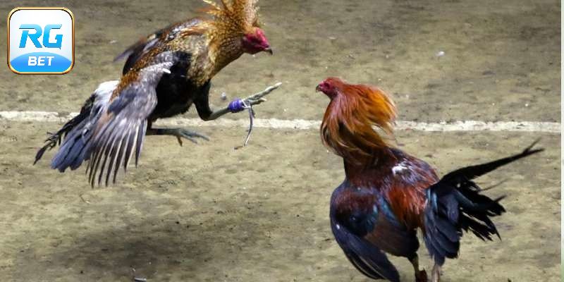 Cược Đá Gà - Hé Lộ Bí Kíp Chốt Kèo Đỉnh Cao, Kiếm Bạc Tỷ
