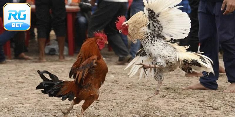 Đá gà đa dạng các hình thức