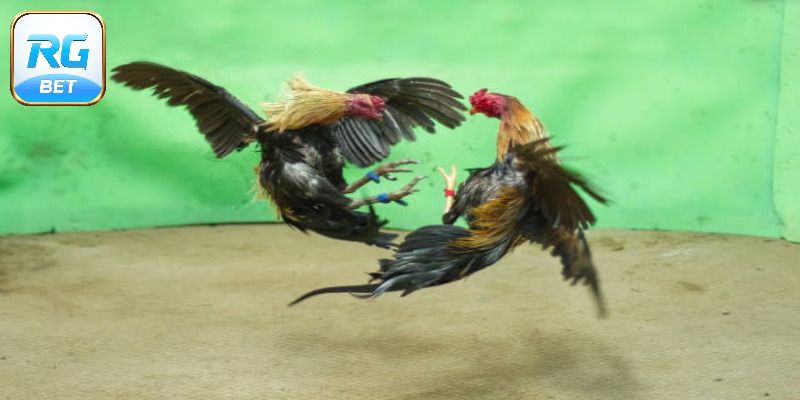 Đá Gà Thái Lan - Cơ Hội Nhận Phần Thưởng Siêu Khủng