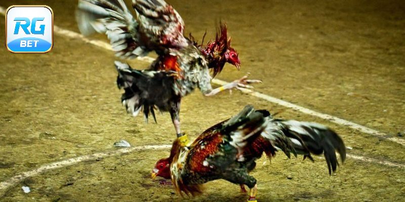 Đá Gà Trực Tiếp - Tận Hưởng Đam Mê, Chốt Kèo Sinh Lời