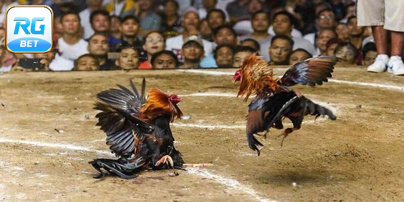 Tiết lộ bí kíp chơi đá gà đỉnh như cao thủ