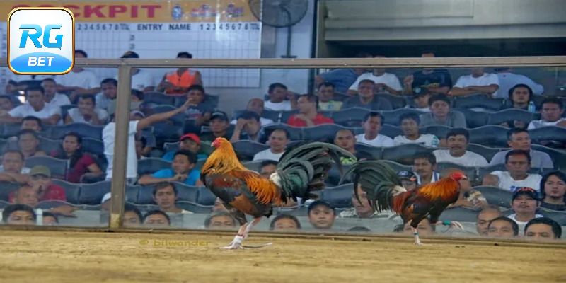 Tổng quan về đá gà trực tiếp