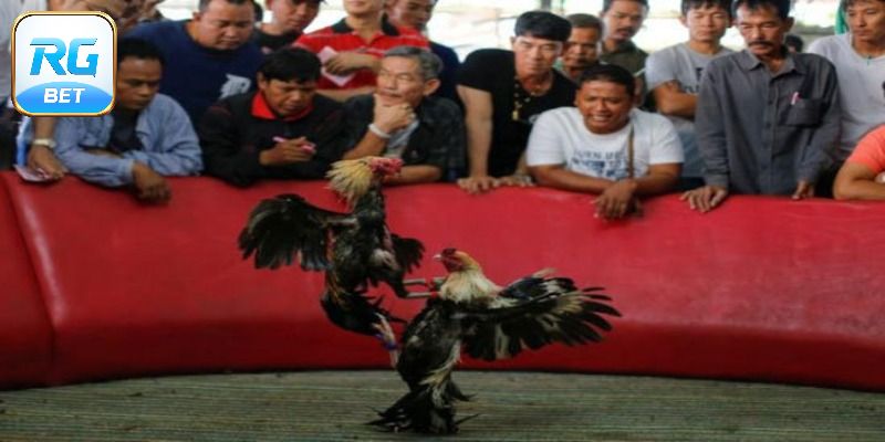 Trải nghiệm đặt kèo cực tiện lợi