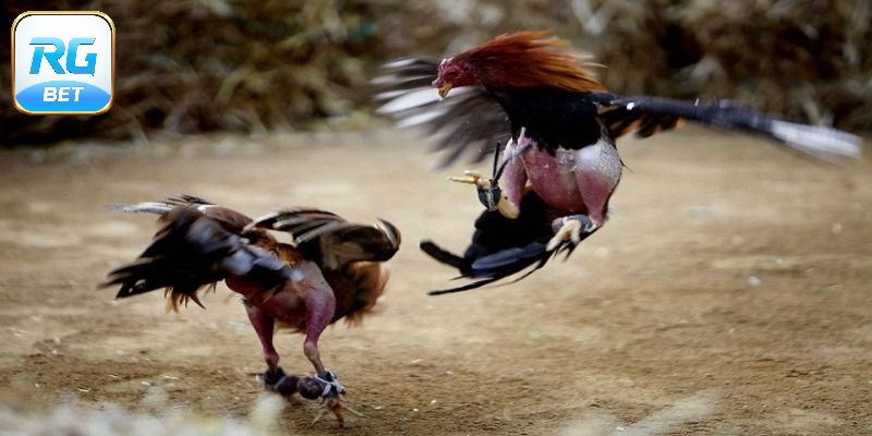 Tuyệt chiêu cá cược đá gà ăn đậm tiền thưởng